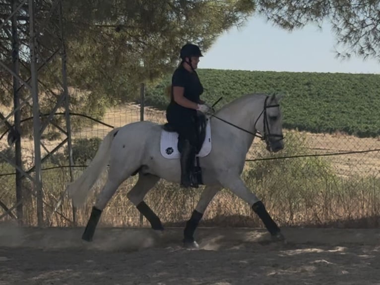 PRE Mix Stallion 6 years 16,1 hh Grey in Sevilla
