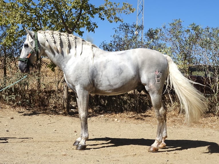 PRE Mix Stallion 6 years 16,1 hh Grey in Sevilla
