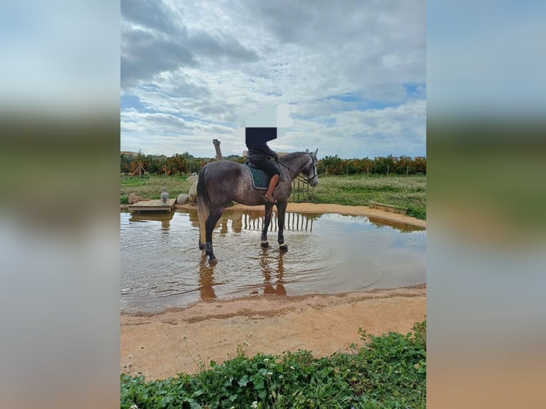 PRE Stallion 6 years 16,1 hh Grey in Castellon De La Plana/Castello De La Pla