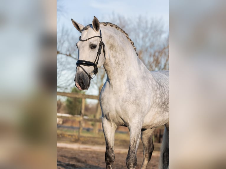 PRE Stallion 6 years 16,1 hh Grey in Poeldijk