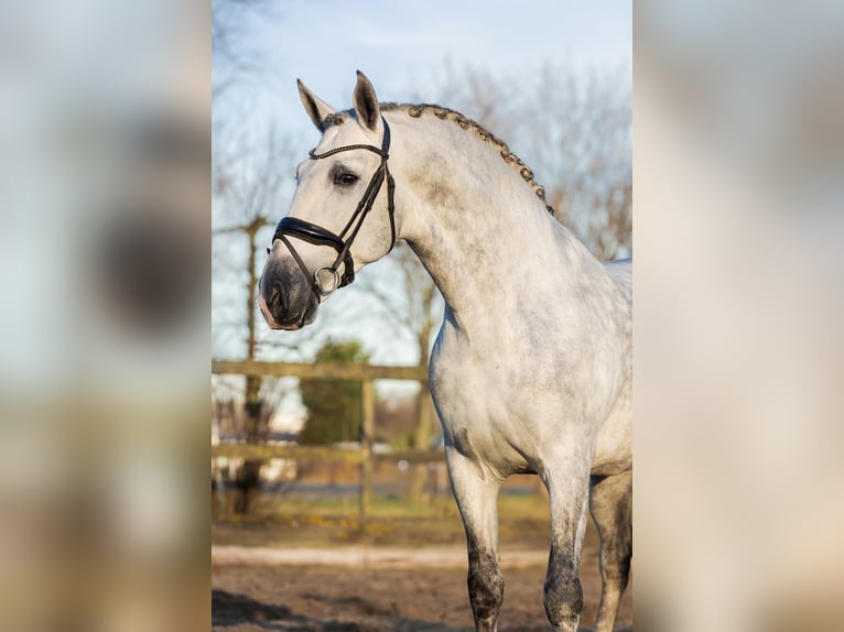 PRE Stallion 6 years 16,1 hh Grey in Poeldijk