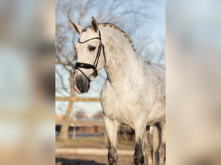 PRE Stallion 6 years 16,1 hh Grey in Poeldijk