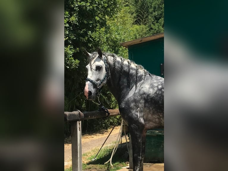 PRE Mix Stallion 6 years 16,1 hh Grey in Promano