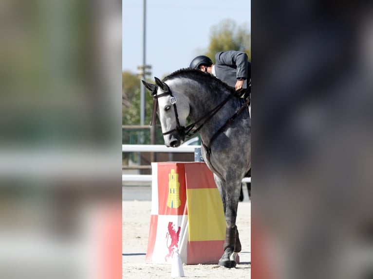 PRE Stallion 6 years 16,1 hh Grey in Ciudad Rodrigo