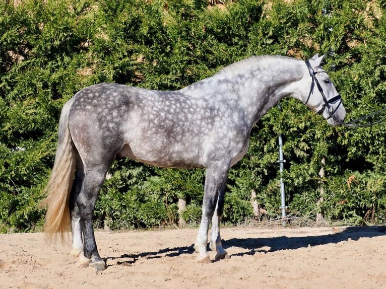 PRE Mix Stallion 6 years 16,1 hh Grey in Navas Del Madro&#xF1;o
