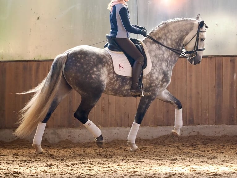 PRE Mix Stallion 6 years 16,1 hh Grey in Navas Del Madro&#xF1;o