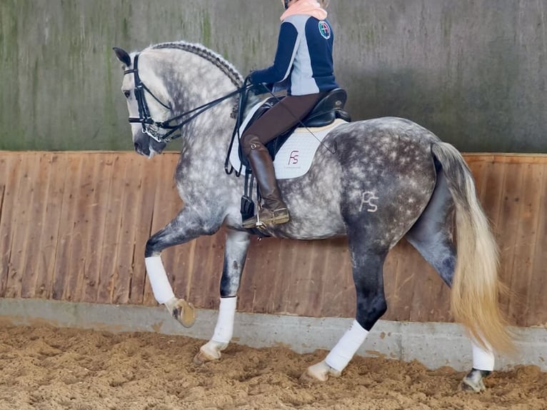 PRE Mix Stallion 6 years 16,1 hh Grey in Navas Del Madro&#xF1;o