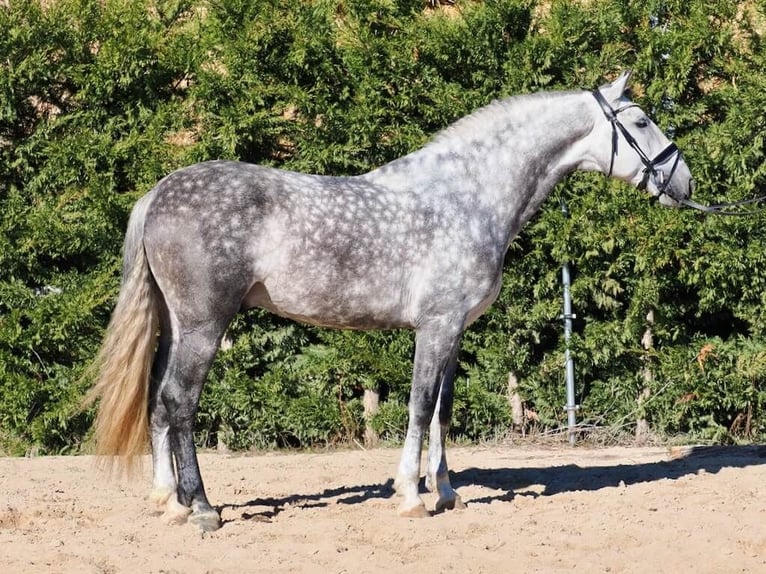PRE Mix Stallion 6 years 16,1 hh Grey in Navas Del Madro&#xF1;o