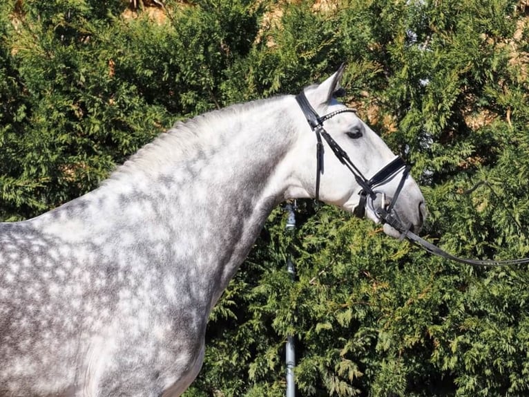 PRE Mix Stallion 6 years 16,1 hh Grey in Navas Del Madro&#xF1;o