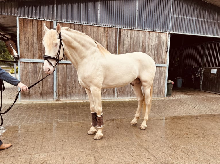 PRE Stallion 6 years 16,1 hh Pearl in HassendorfSottrum