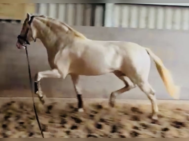 PRE Stallion 6 years 16,1 hh Pearl in HassendorfSottrum