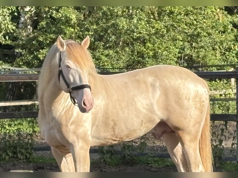 PRE Stallion 6 years 16,1 hh Pearl in HassendorfSottrum