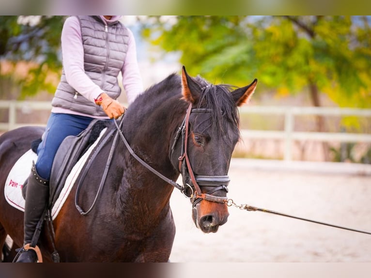 PRE Mix Stallion 6 years 16,2 hh Bay-Dark in Rafelguaraf