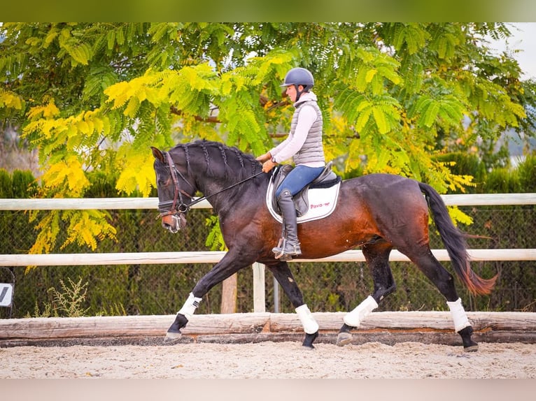 PRE Mix Stallion 6 years 16,2 hh Bay-Dark in Rafelguaraf