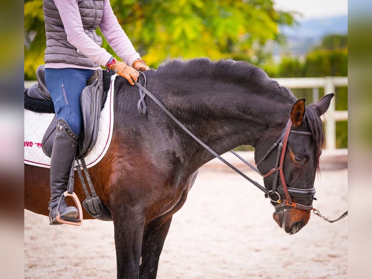 PRE Mix Stallion 6 years 16,2 hh Bay-Dark in Rafelguaraf
