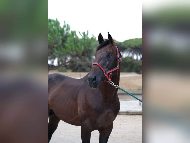 PRE Mix Stallion 6 years 16,2 hh Bay-Dark in Hamburg