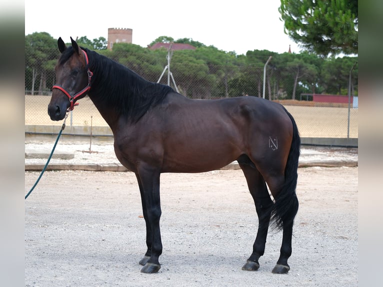 PRE Mix Stallion 6 years 16,2 hh Bay-Dark in Hamburg