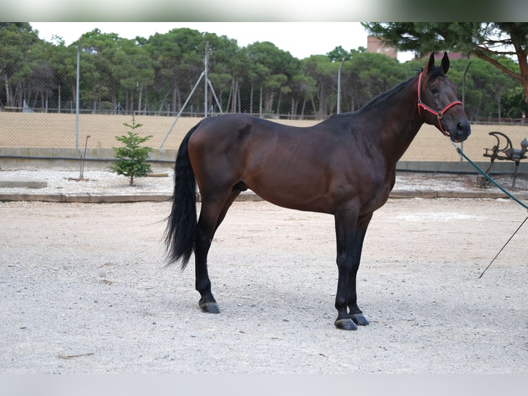 PRE Mix Stallion 6 years 16,2 hh Bay-Dark in Hamburg
