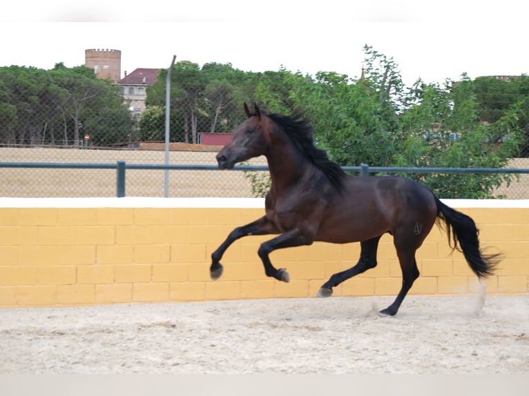 PRE Mix Stallion 6 years 16,2 hh Bay-Dark in Hamburg