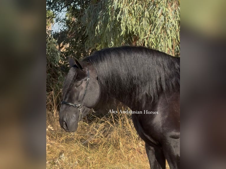 PRE Mix Stallion 6 years 16,2 hh Black in Sevilla