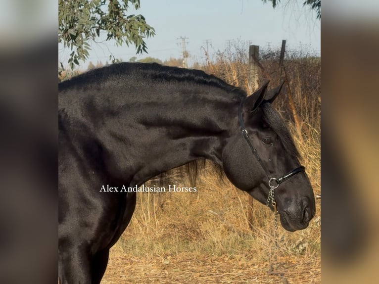 PRE Mix Stallion 6 years 16,2 hh Black in Sevilla