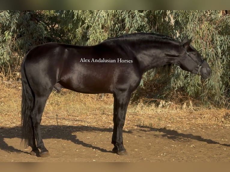 PRE Mix Stallion 6 years 16,2 hh Black in Sevilla