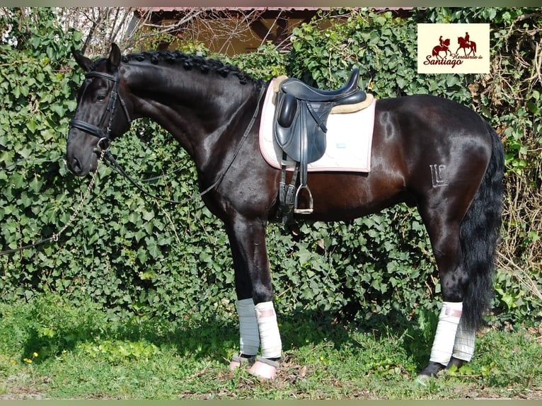 PRE Stallion 6 years 16,2 hh Black in Navarra