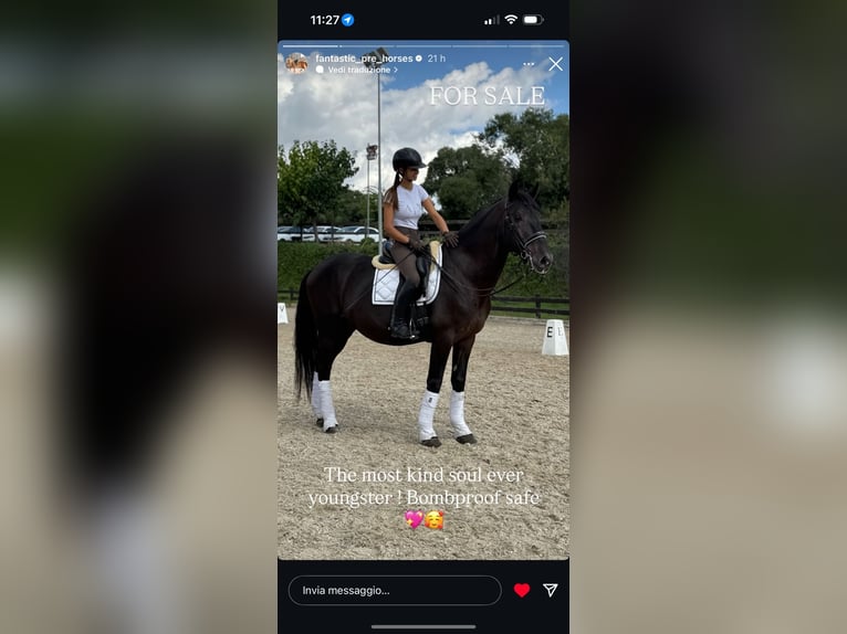 PRE Mix Stallion 6 years 16,2 hh Black in Santa Perpetua de Mogoda