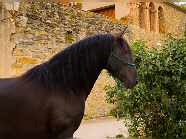 PRE Stallion 6 years 16,2 hh Black in Matajudaica