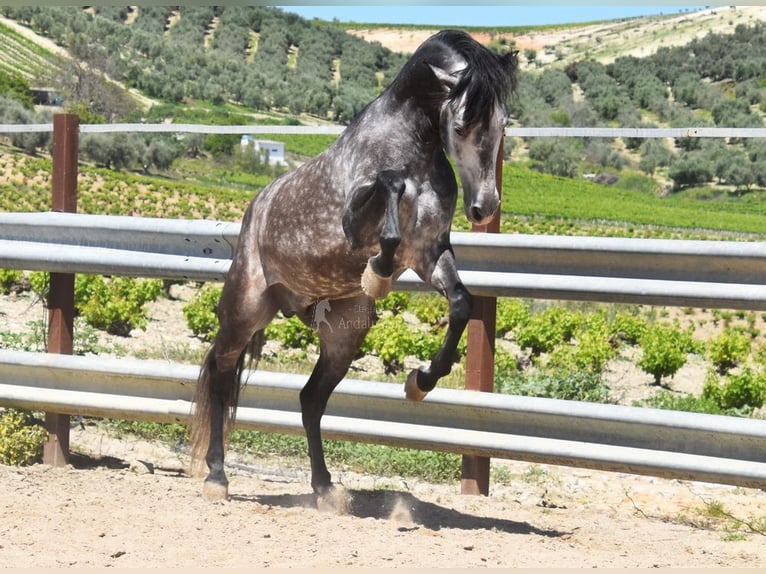 PRE Mix Stallion 6 years 16,2 hh Gray in Provinz Cordoba