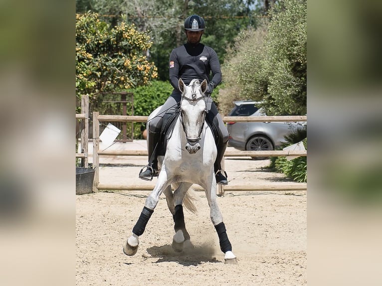 PRE Mix Stallion 6 years 16,2 hh Gray in Los Barrios