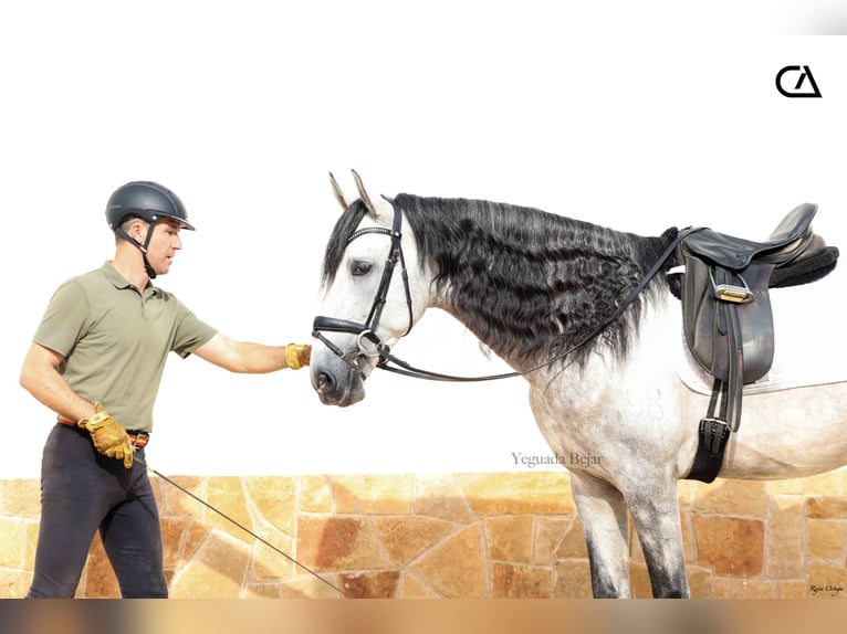 PRE Stallion 6 years 16,2 hh Grey-Dapple in Puerto Lumbreras