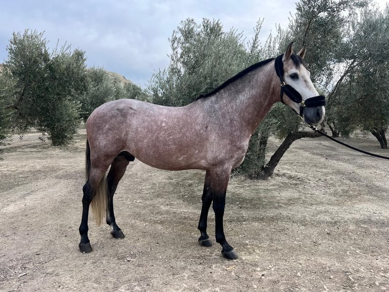 PRE Mix Stallion 6 years 16,2 hh Grey in Bailen