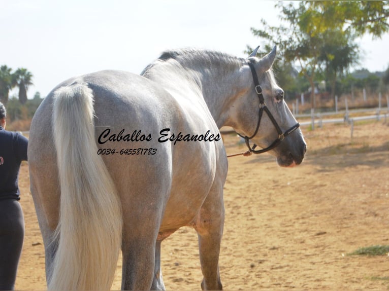 PRE Stallion 6 years 16,2 hh Grey in Vejer de la Frontera