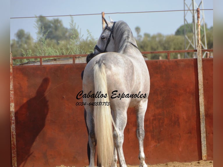 PRE Stallion 6 years 16,2 hh Grey in Vejer de la Frontera