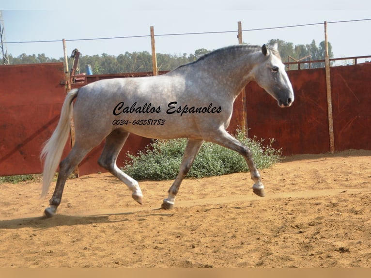PRE Stallion 6 years 16,2 hh Grey in Vejer de la Frontera