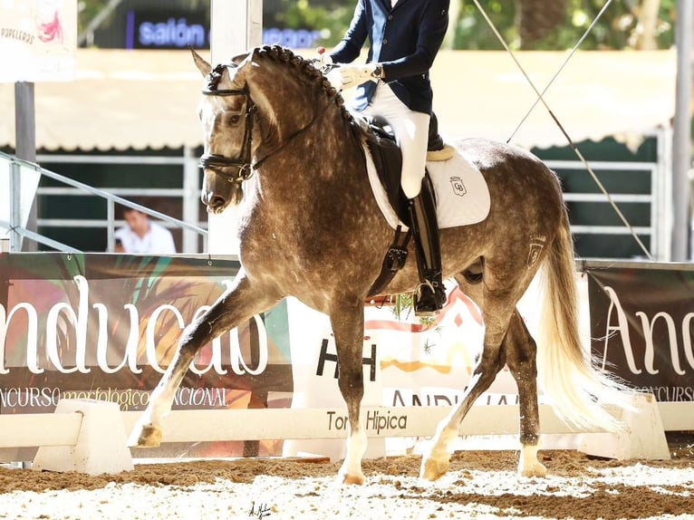 PRE Mix Stallion 6 years 16,2 hh Grey in Navas Del Madroño