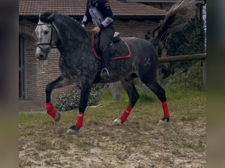 PRE Mix Stallion 6 years 16,2 hh White in Morcone
