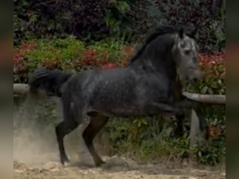 PRE Mix Stallion 6 years 16,2 hh White in Morcone