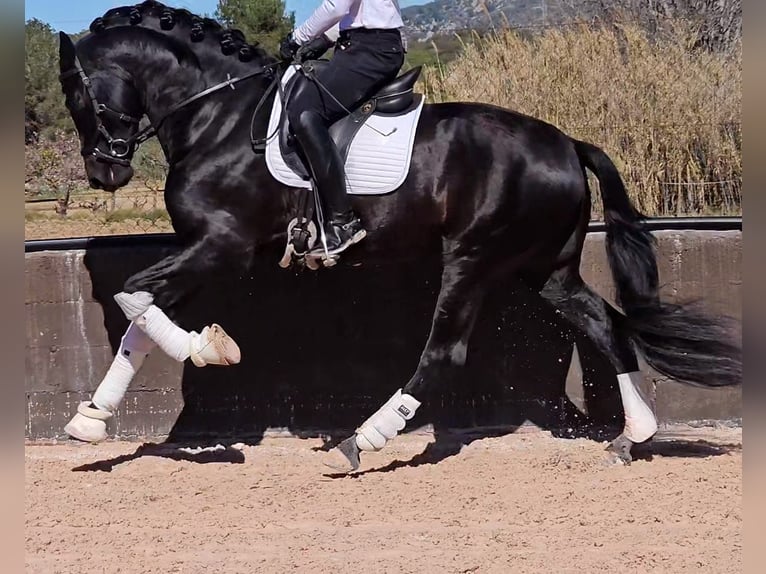 PRE Mix Stallion 6 years 16,3 hh Black in Santa Perpetua de Mogoda