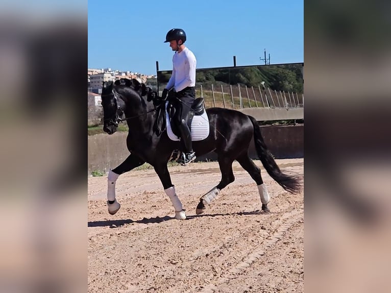 PRE Mix Stallion 6 years 16,3 hh Black in Santa Perpetua de Mogoda