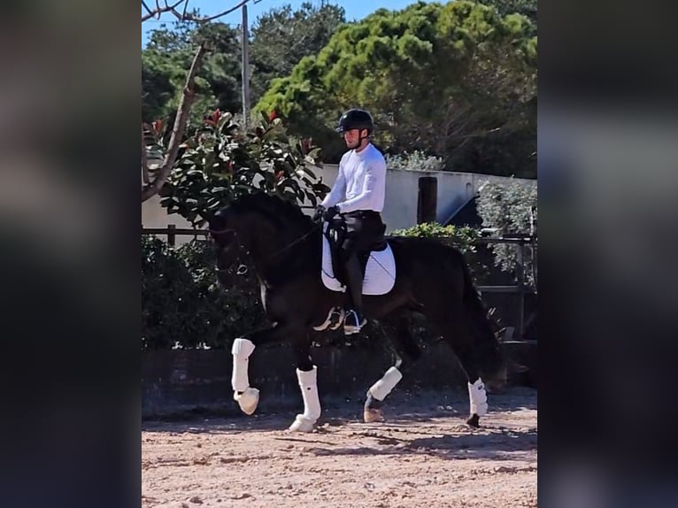 PRE Mix Stallion 6 years 16,3 hh Black in Santa Perpetua de Mogoda