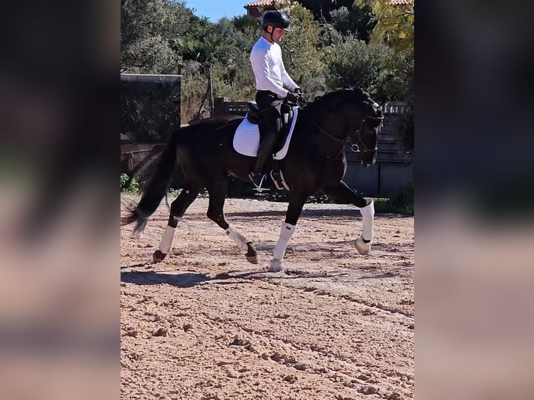 PRE Mix Stallion 6 years 16,3 hh Black in Santa Perpetua de Mogoda