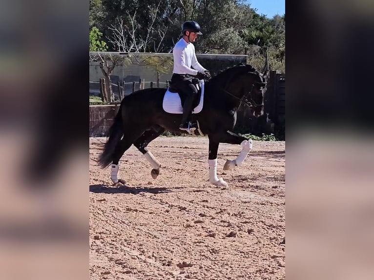 PRE Mix Stallion 6 years 16,3 hh Black in Santa Perpetua de Mogoda
