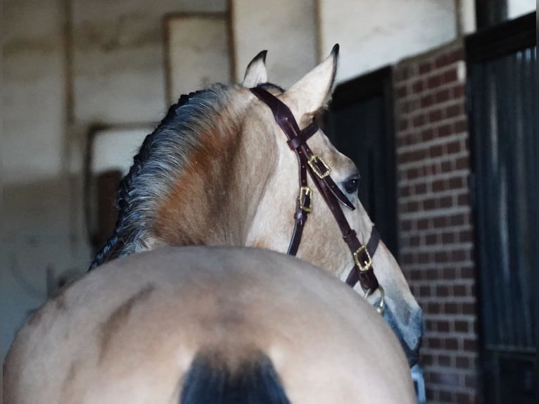 PRE Mix Stallion 6 years 16,3 hh Buckskin in La Cabrera