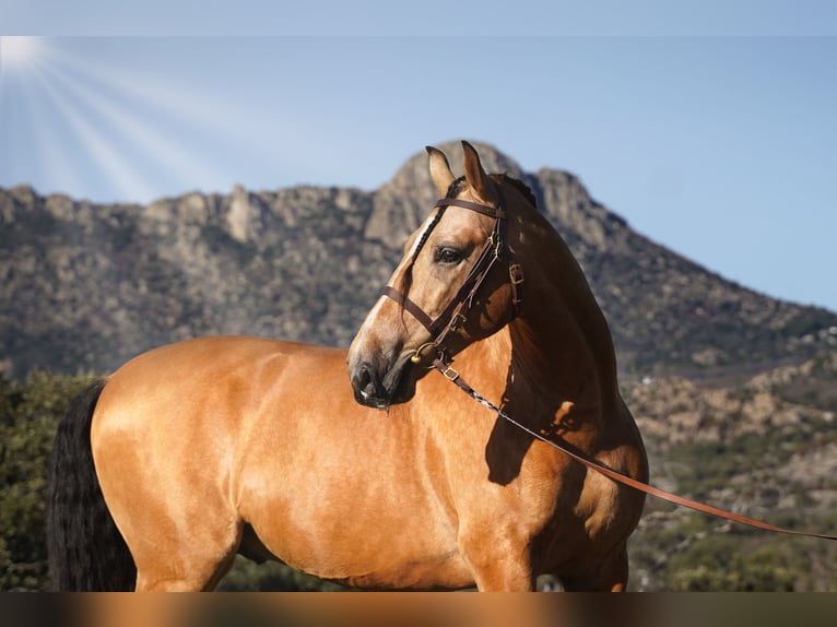PRE Mix Stallion 6 years 16,3 hh Buckskin in La Cabrera