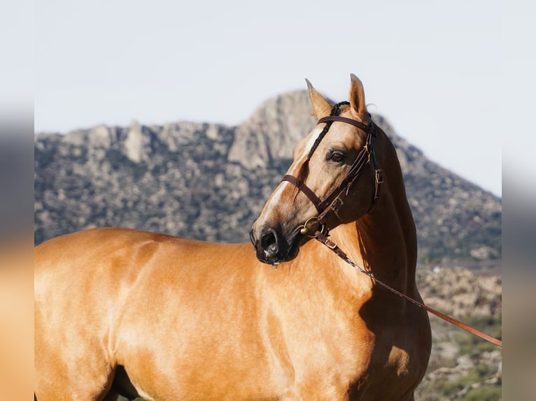 PRE Mix Stallion 6 years 16,3 hh Buckskin in La Cabrera