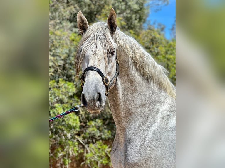 PRE Stallion 6 years 16,3 hh Grey in Algaida