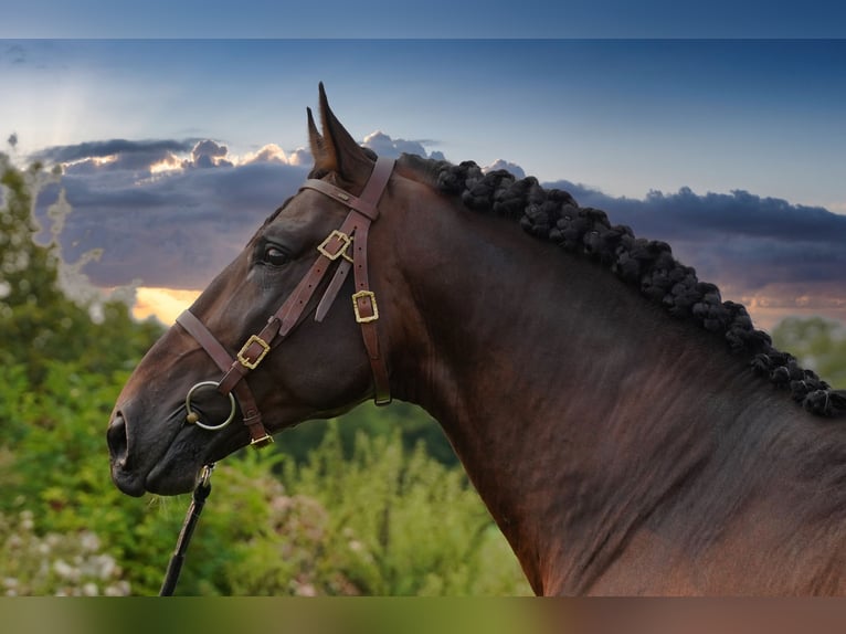 PRE Mix Stallion 6 years 17,1 hh Bay-Dark in HEUVELLAND