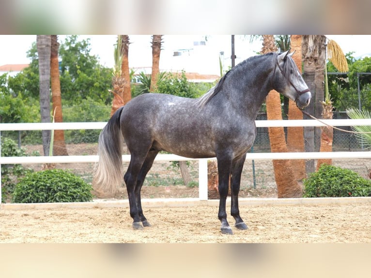 PRE Mix Stallion 6 years 17,1 hh Gray in NAVAS DEL MADRONO